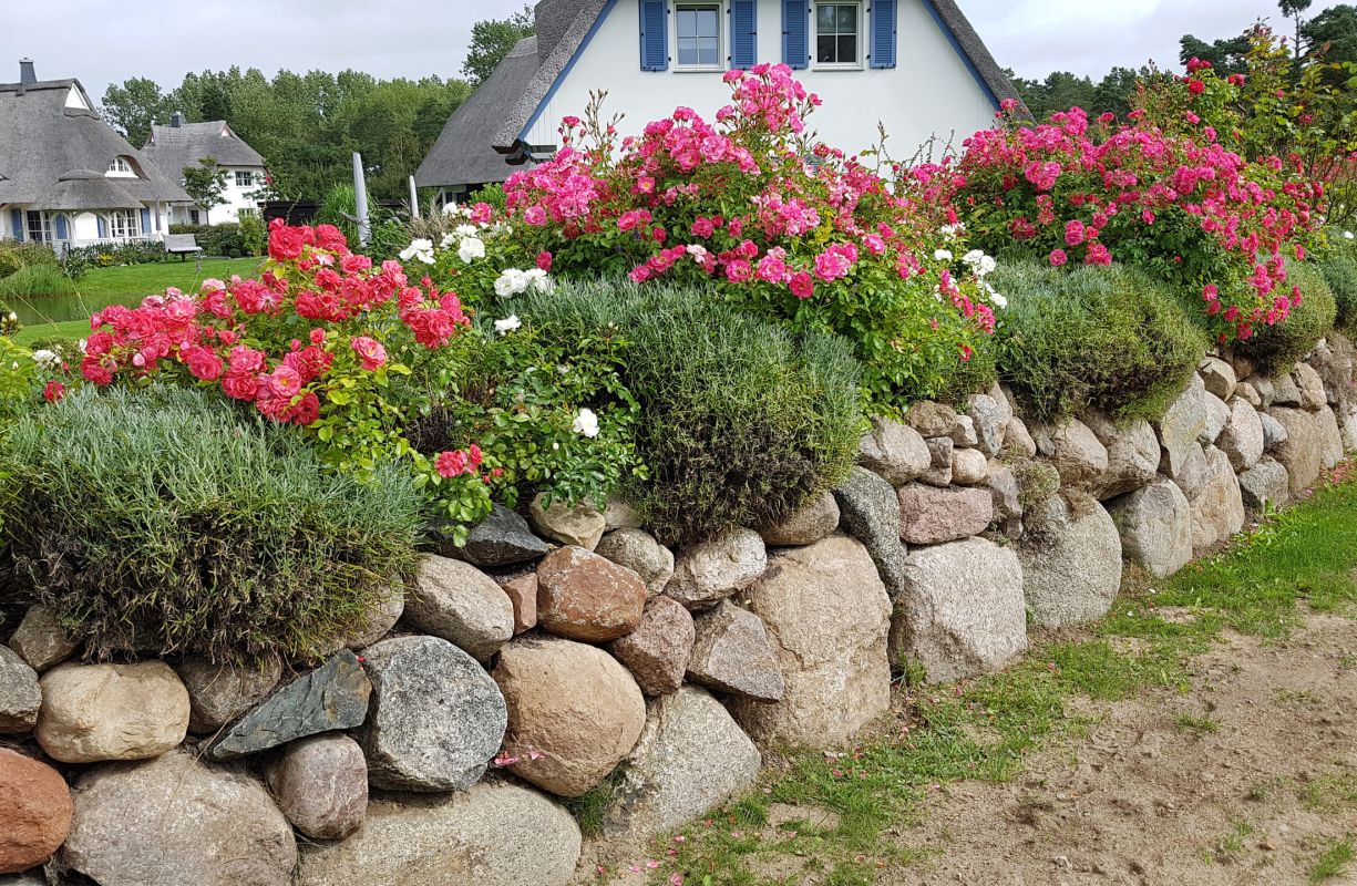 Friesenwall mit weißen und roten Rosen und Lavendel bewachsen